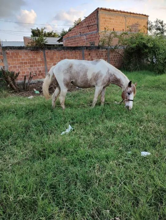 Vendo ou. Troco os dois por outro  - Foto 4