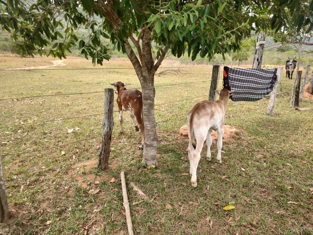 foto - Cuiabá - Araés