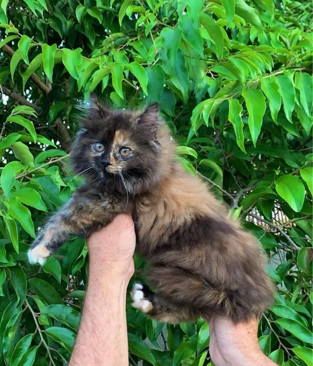 Gatinha Maine coon Tricolor