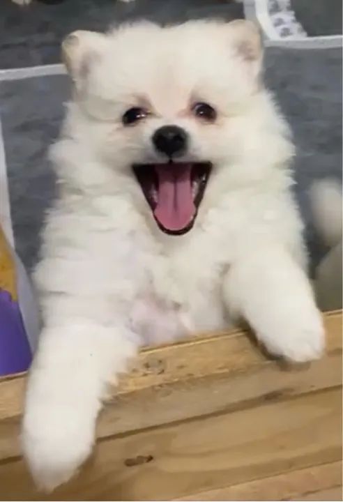 Filhotes de Lulu da pomerania  spitz alemão anao e pequeno