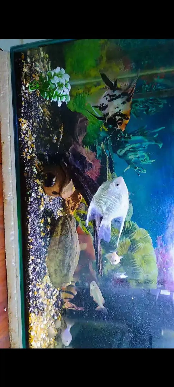 Aquário com decoração e peixes