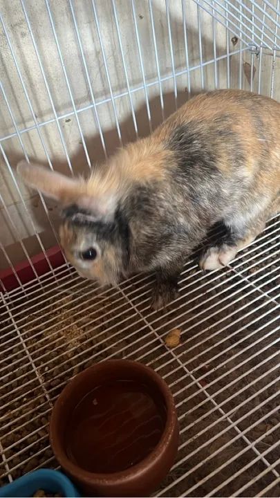 Coelhinho fofinho para adoção - Foto 3