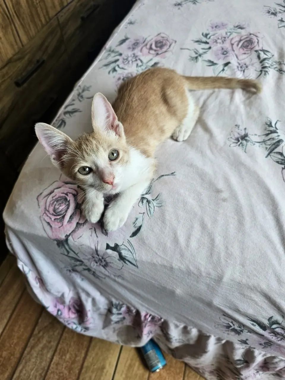 Gato macho adoção  - Foto 3