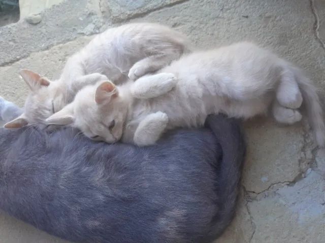 mãe e gatinhos para doação - Foto 3