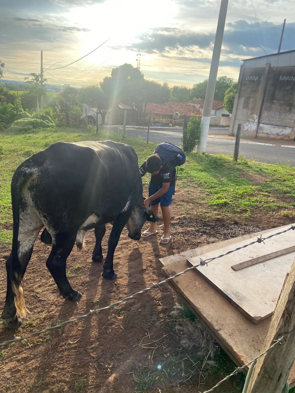 Boi girolando para vaca de leite - Foto 4
