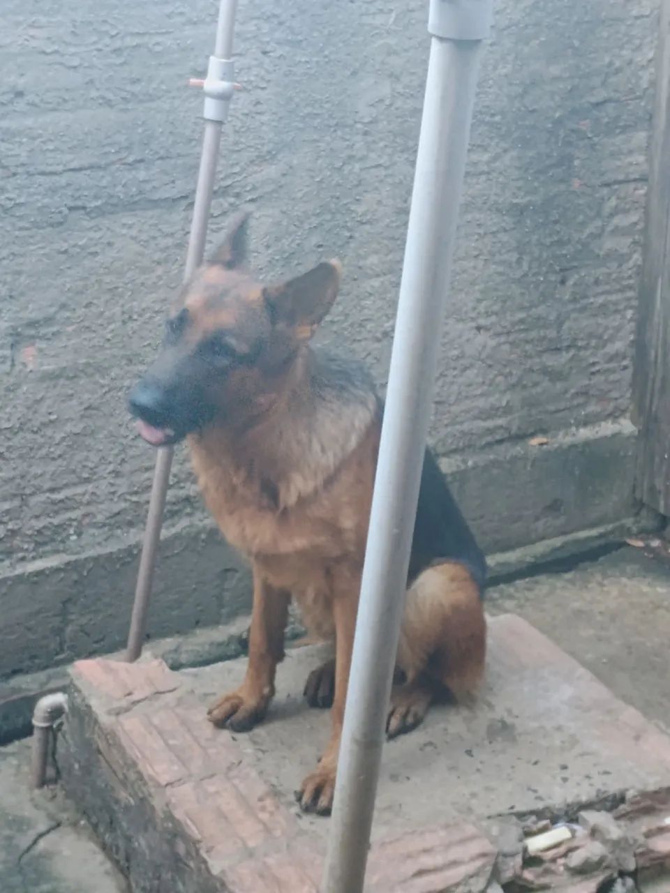 Fêmea de Pastor Alemão - Foto 2