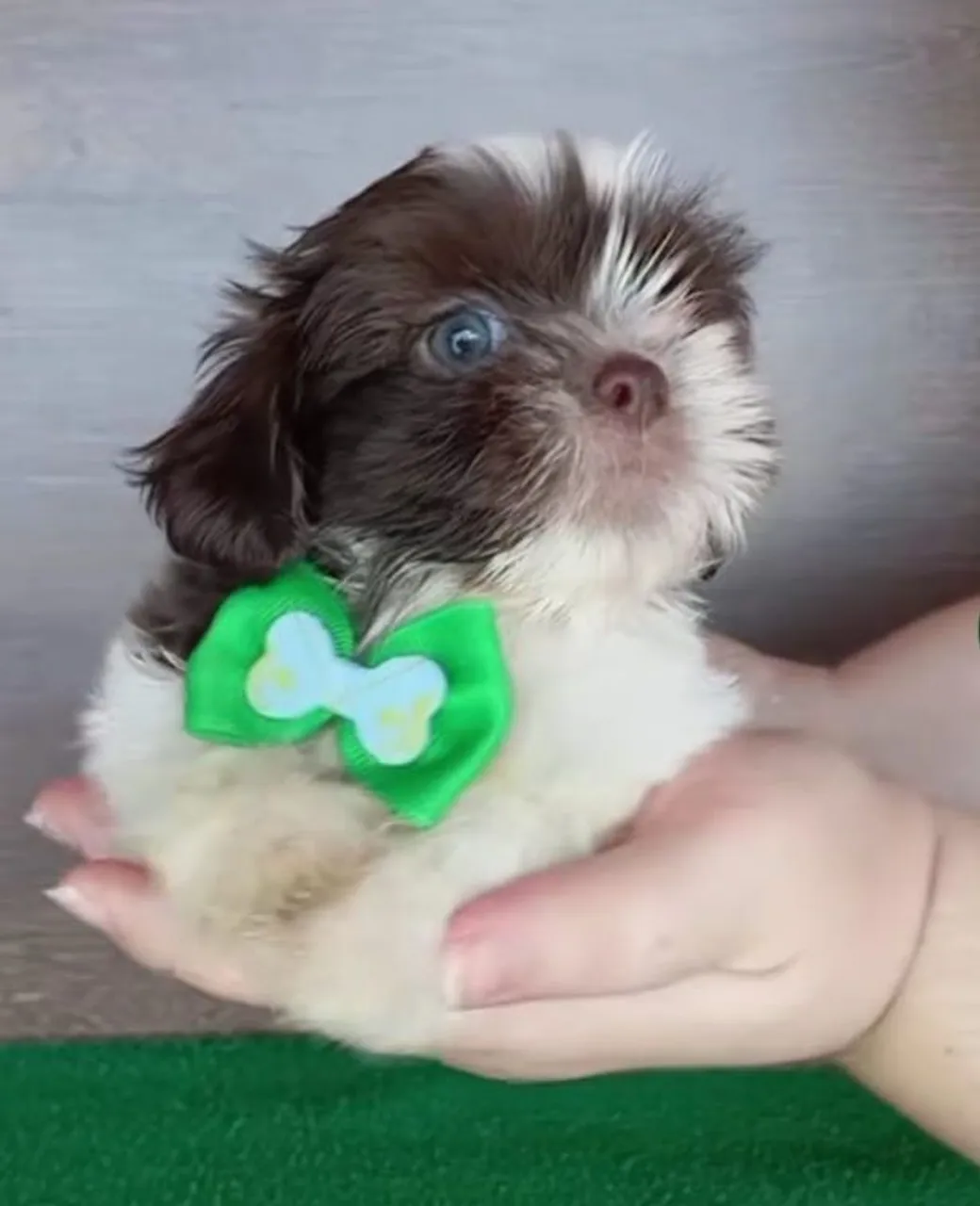 Filhote Shih tzus minis e tamanho padrão tbm com Pedigree