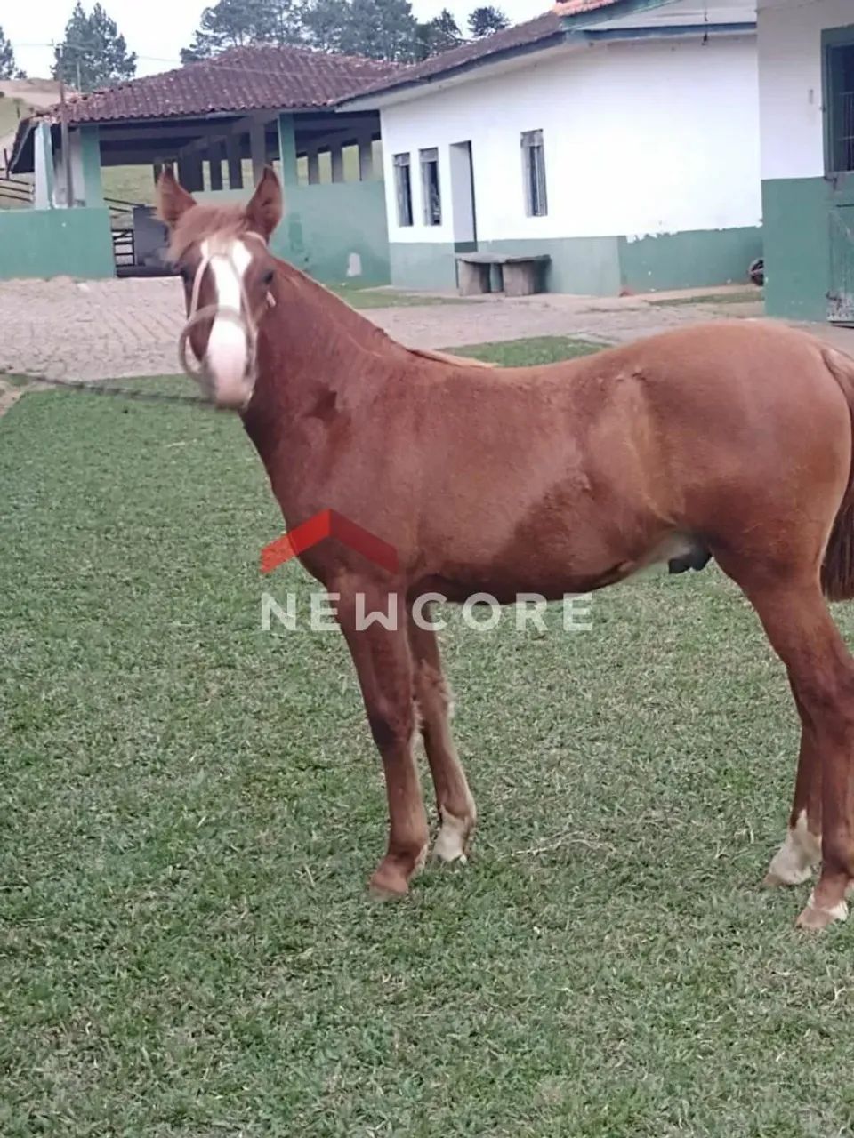 Chácara em Rua São Josemaria Escrivá - Colônia Murici - São José dos Pinhais/PR - Foto 13