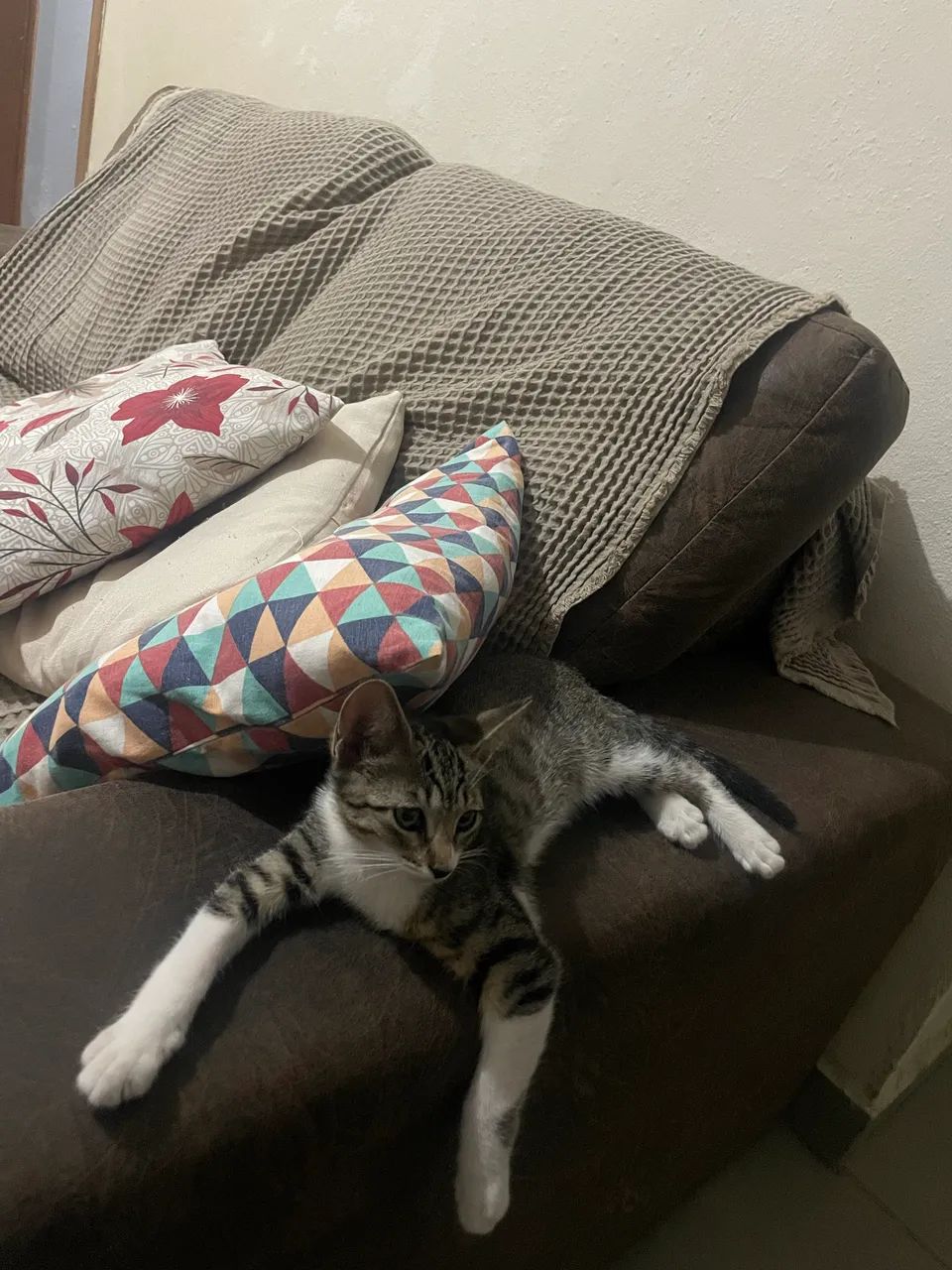 Doação de gato - Foto 4