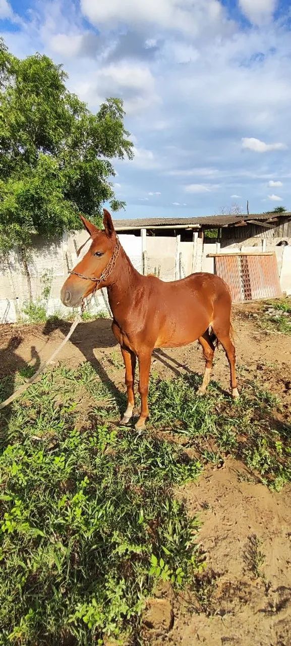 Potra mangalarga  - Foto 6