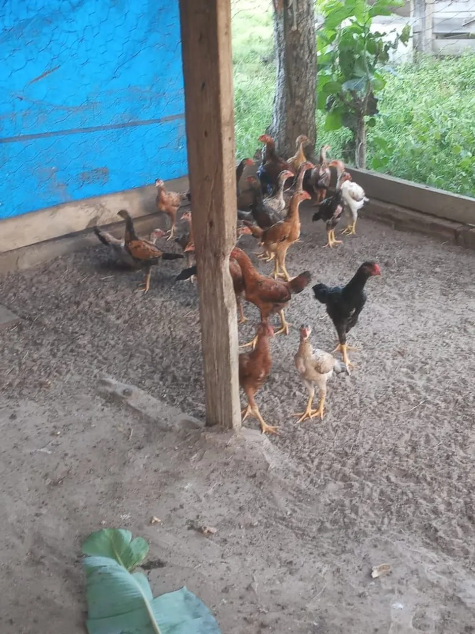 Frangos,galinhas e pintinhos para venda direto do produtor 