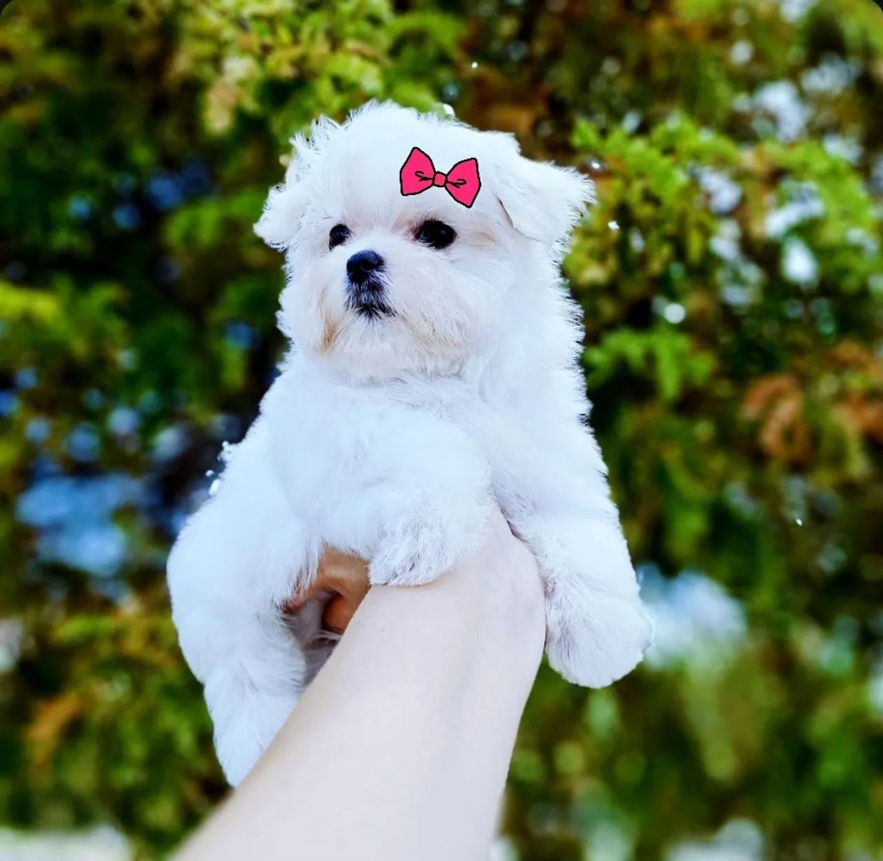 Maltês Micro pedigree Legítimos  Pedigree CBKC 