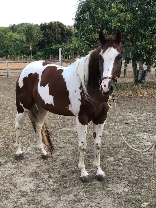 Égua paint Horse 