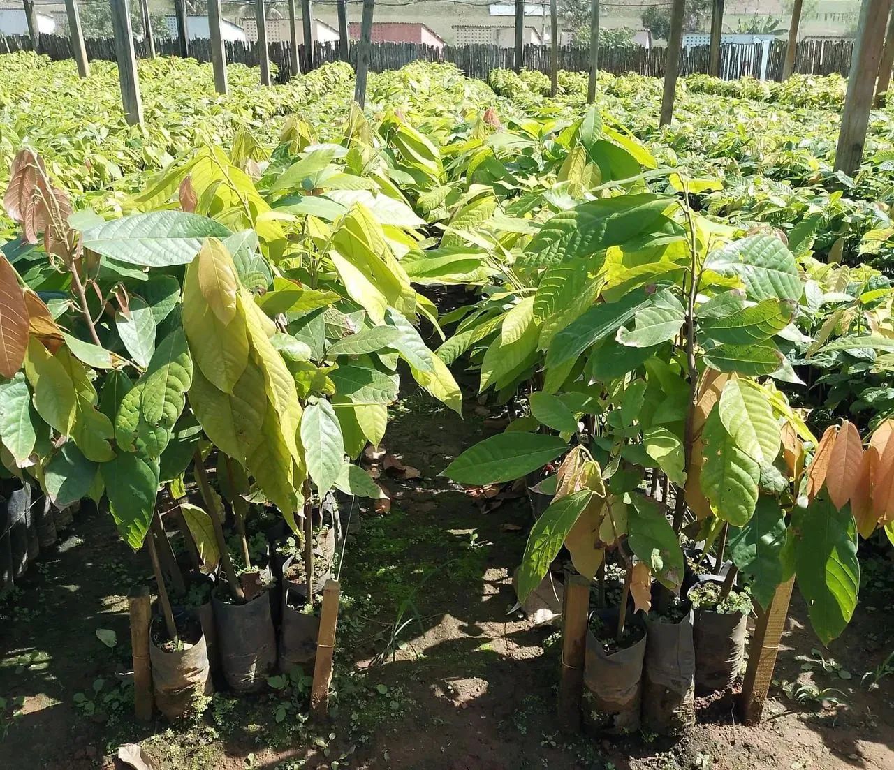 Vende -se mudas de Cacau clonado 