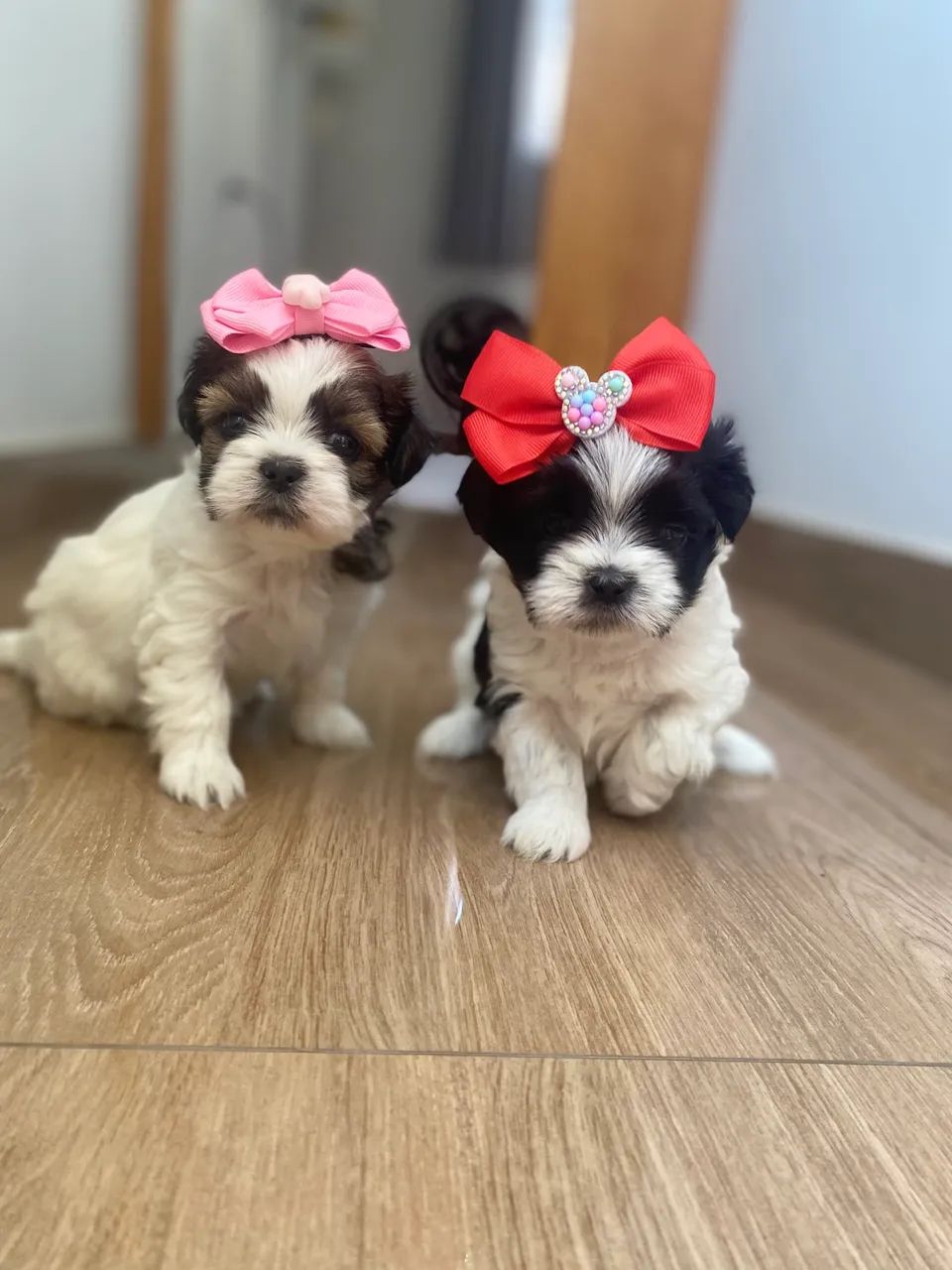 Filhotes de Shihtzu fêmeas  - Foto 5