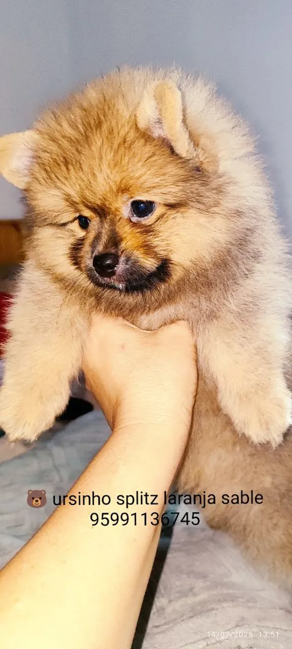 Spitz Alemão Laranja Sable - Filhote Fofo