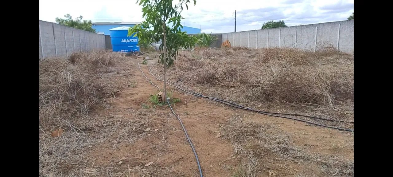 Foto - Arapiraca - Santa Edwiges