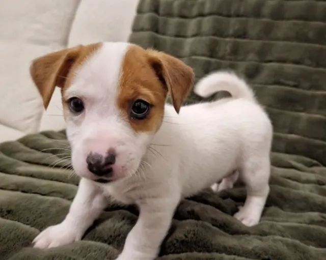 Jack Russell Terrier Criação Familiar com Pedigree Fêmea