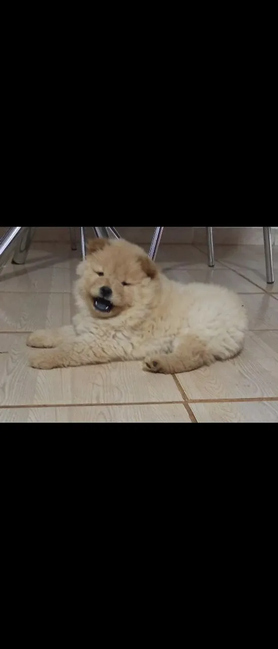 Filhote de Chow-Chow cor creme
