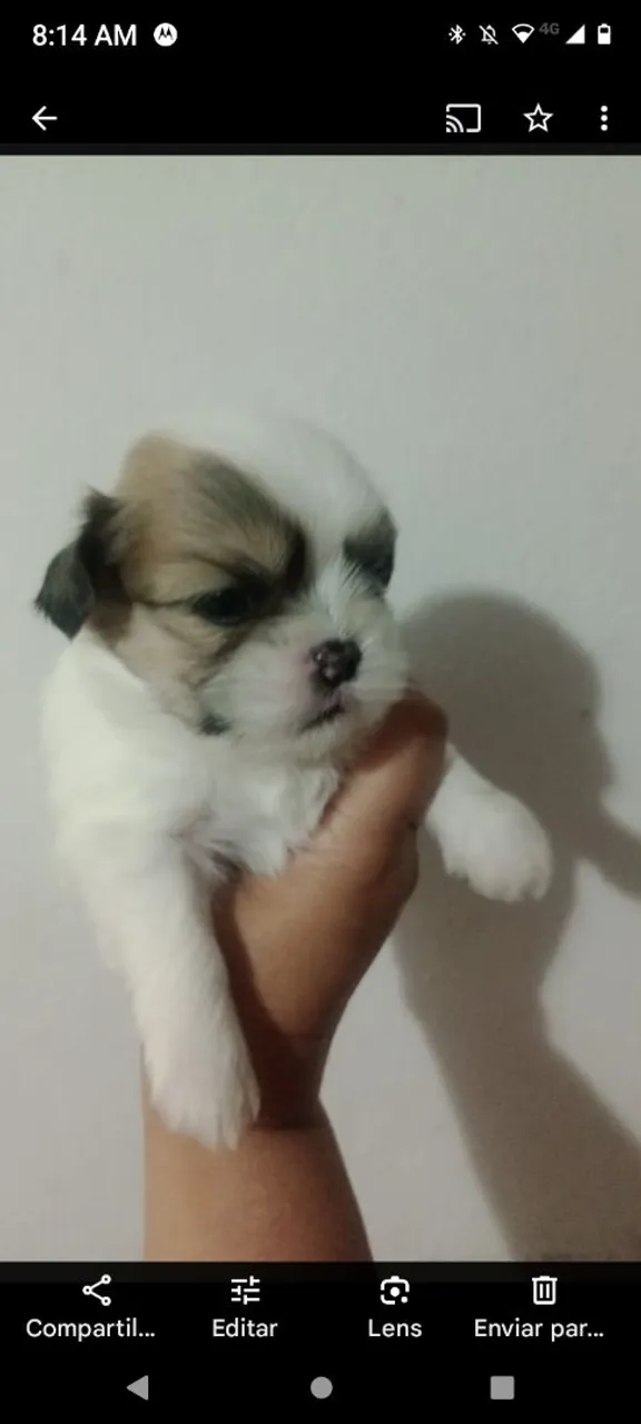 Filhote de Shih Tzu disponível 