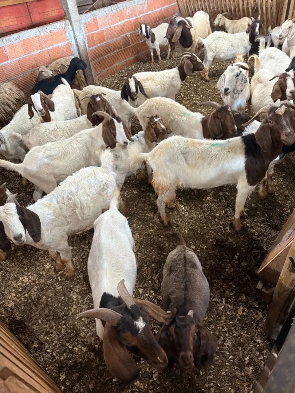 Cabritas Boer Puras - Genética de Qualidade | Troco por Ovelhas - Foto 3