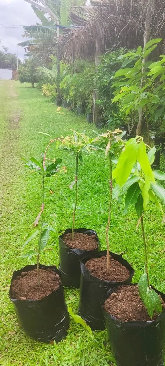 Fruta pão mudas - Foto 3