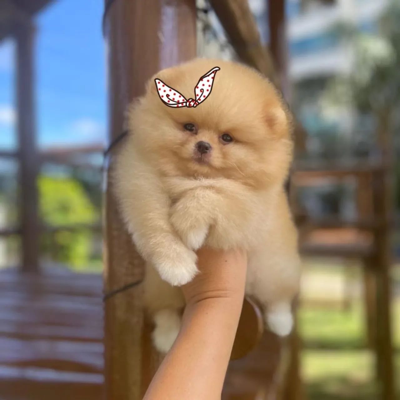 Amor em forma de Ursinho - Lulu da Pomerânia  - Foto 5
