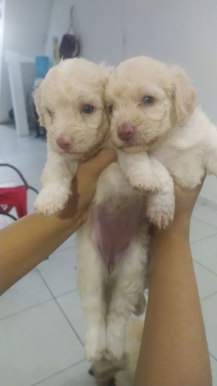 Canil Sultão Pets - Filhotes de Poodle - Foto 5