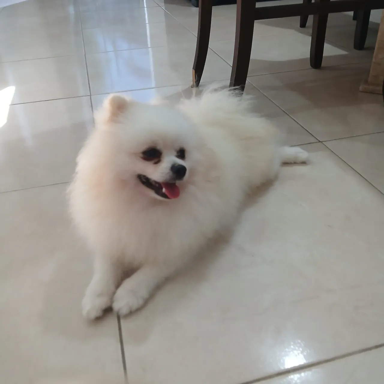 Lulu da pomerania ou spitz alemão disponível para cruza