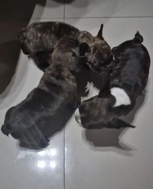 Filhote de Bulldog Francês - Foto 3