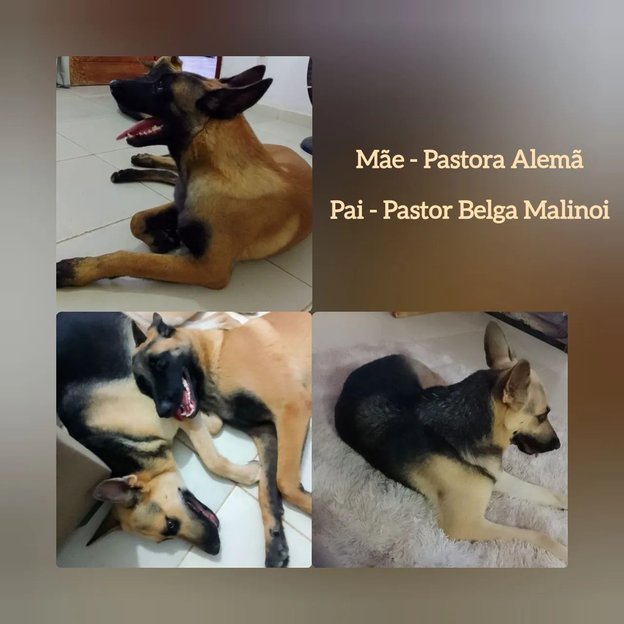 Filhotes de Pastor Alemão e Pastor Belga Malinoi - Foto 2