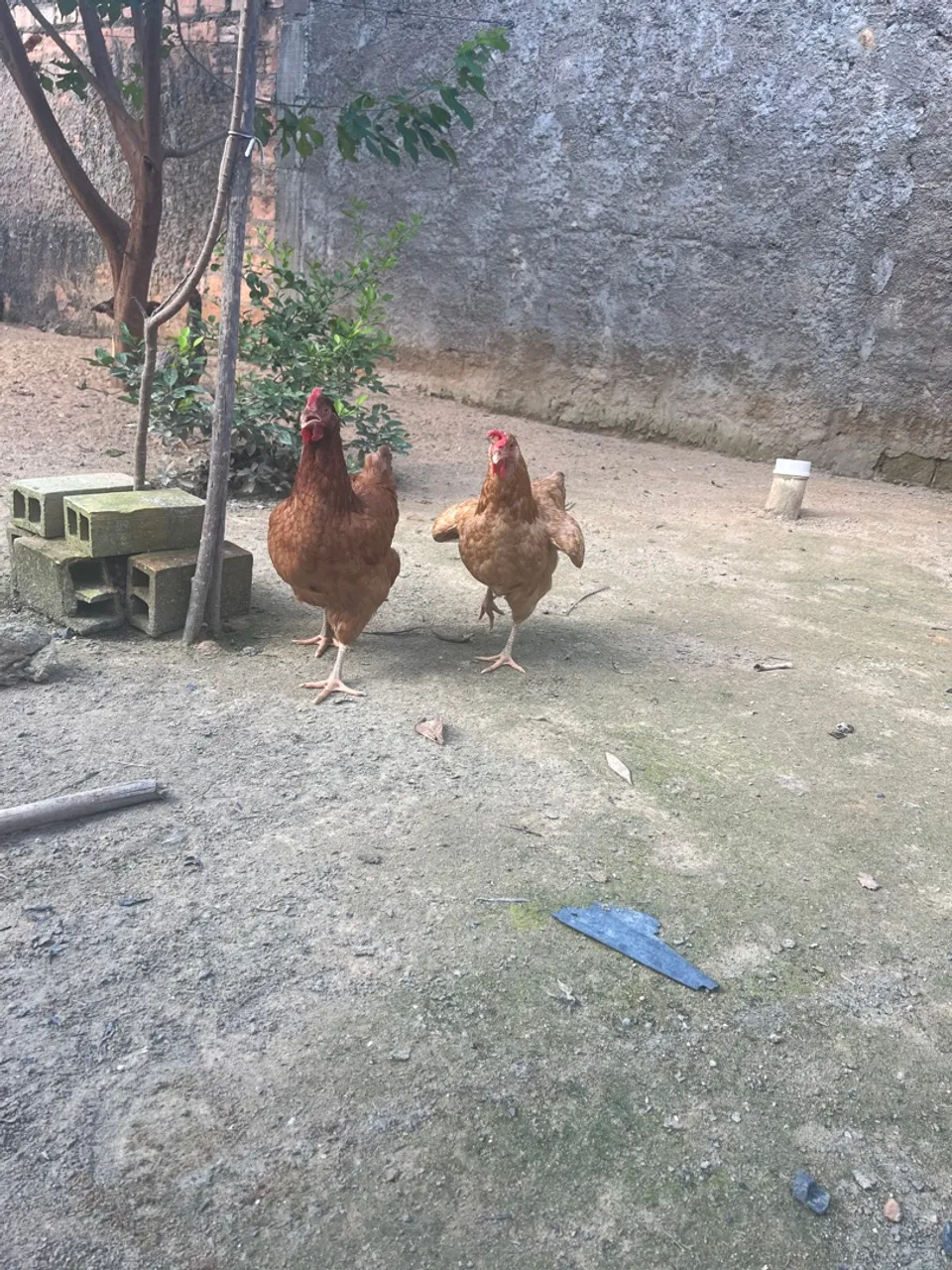 Frangas embrapa 051