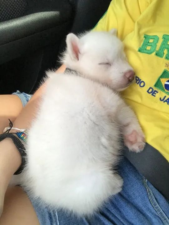 Husky Siberiano Filhote na Cor Branco