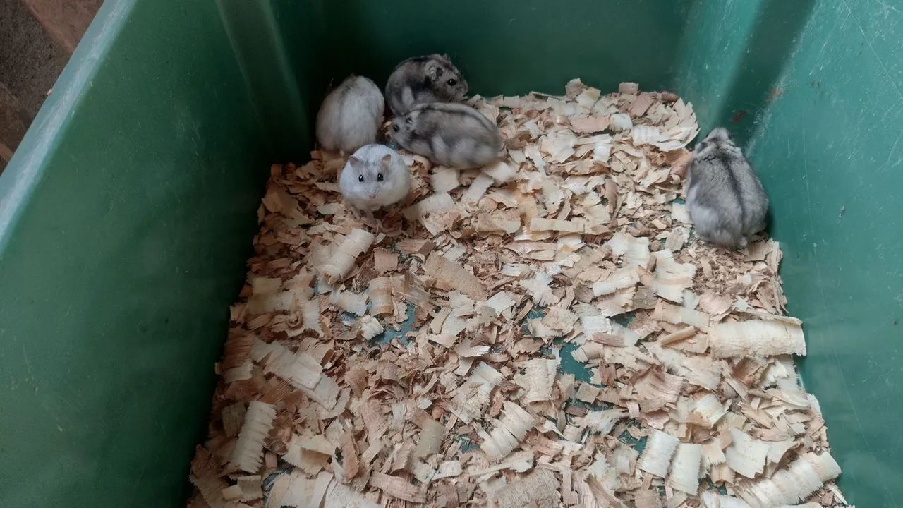 Hamster anão  - Foto 4