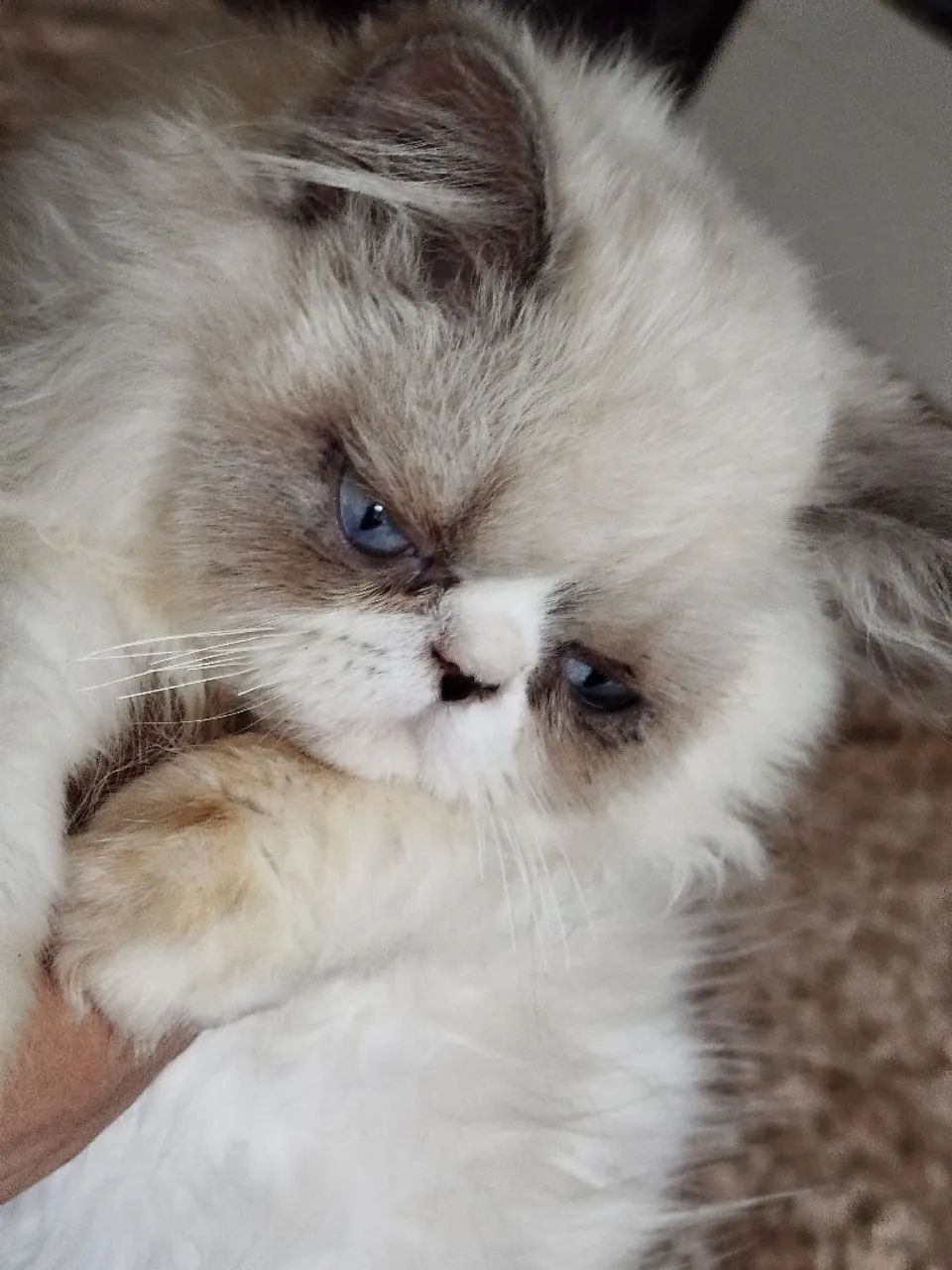 Gato persa lindo - Foto 5