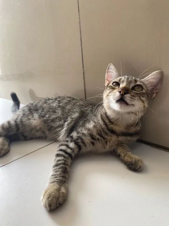 Adoção responsável - entrega e castração garantida 