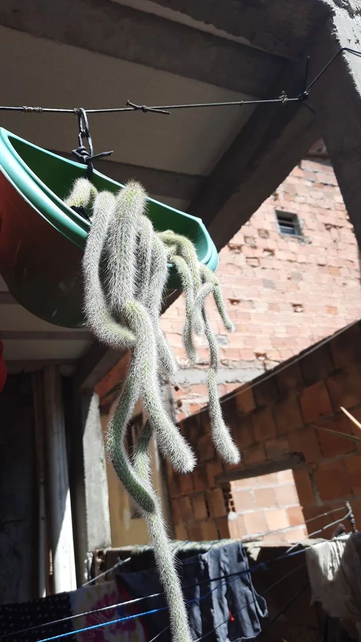 CACTO RABO DE MACACO