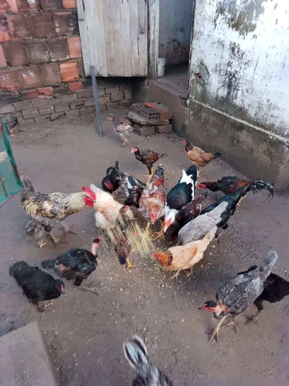 Galinhas caipiras para venda