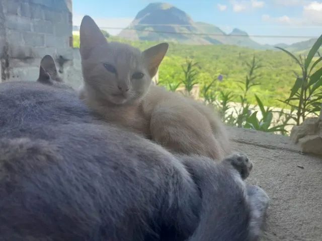 mãe e gatinhos para doação - Foto 5
