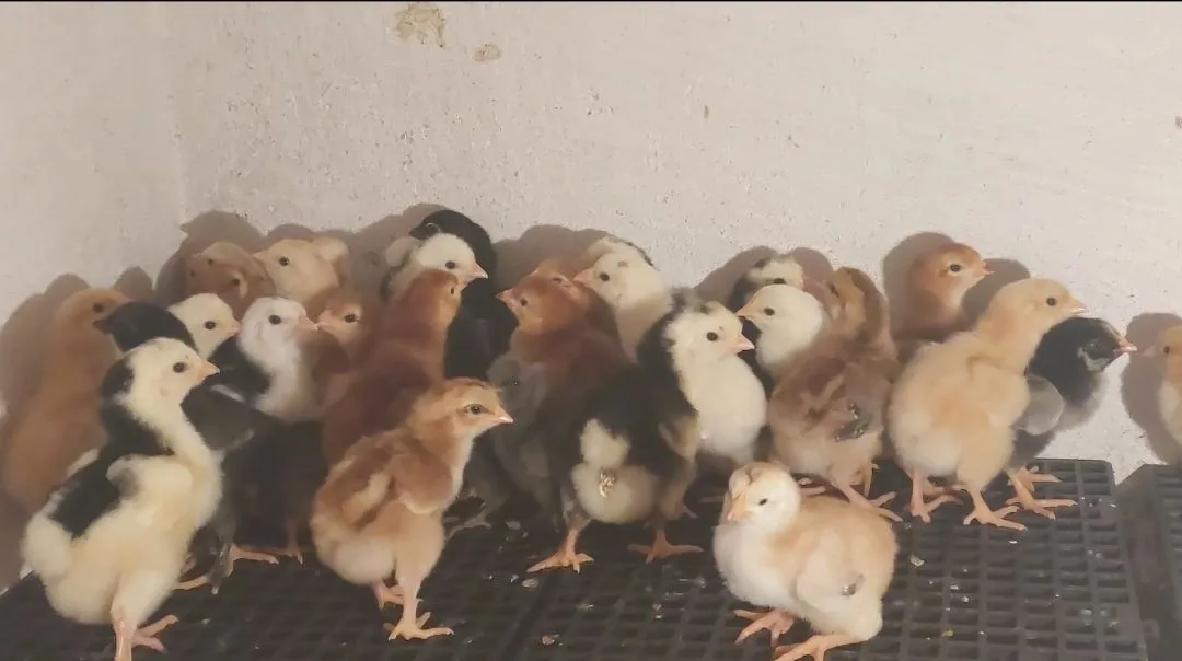 Pintinhos Galinha Sertaneja Balão (GSB) - UNIDADE