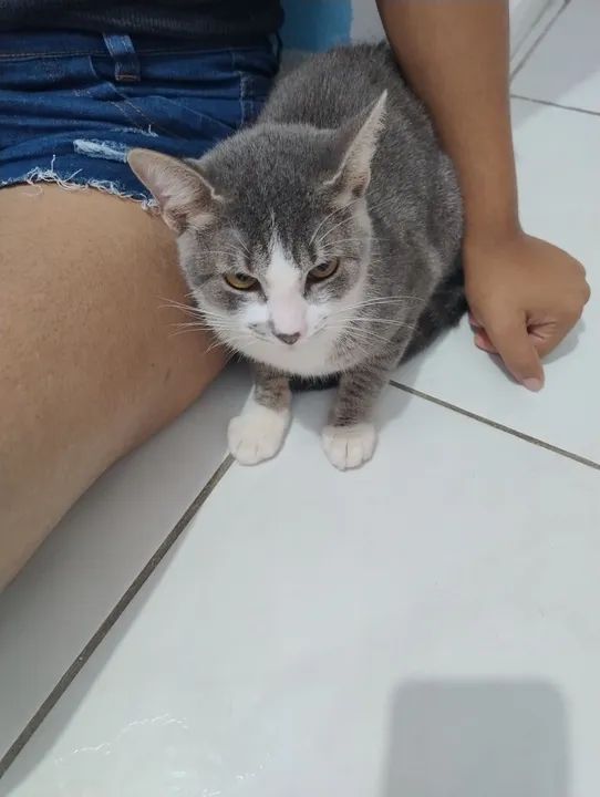 Gatinho macho para adoção  - Foto 3
