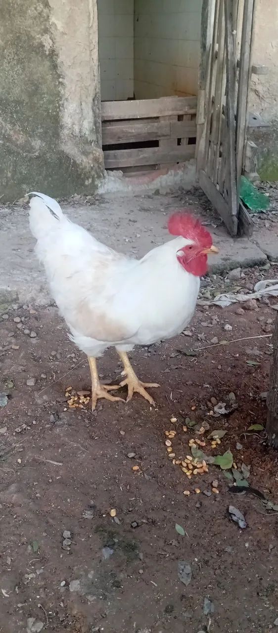 Galos  - Foto 2