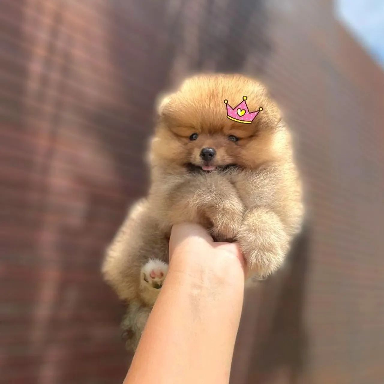 Filhotes de Lulu da Pomerânia Legítimos  - Foto 3