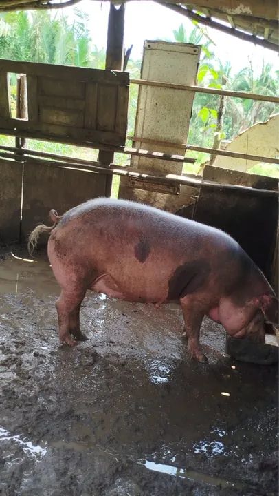 Porca para venda - Foto 4