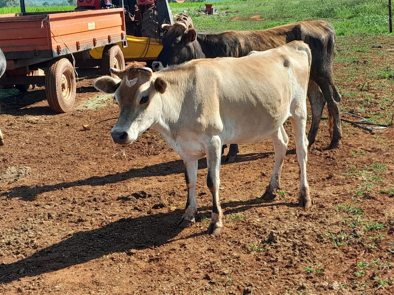 Bezerras e novilhas da raça Jersey  - Foto 4