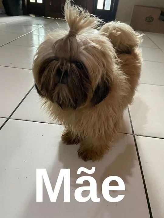 Shih Tzu Fêmea