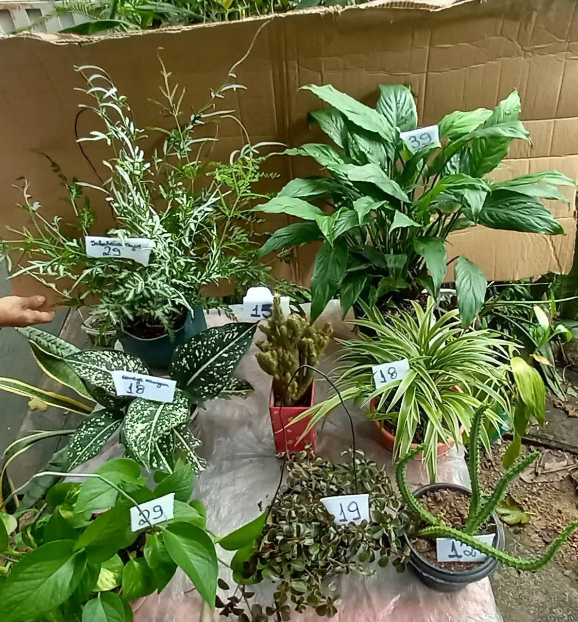Plantas dola Caquito e outras