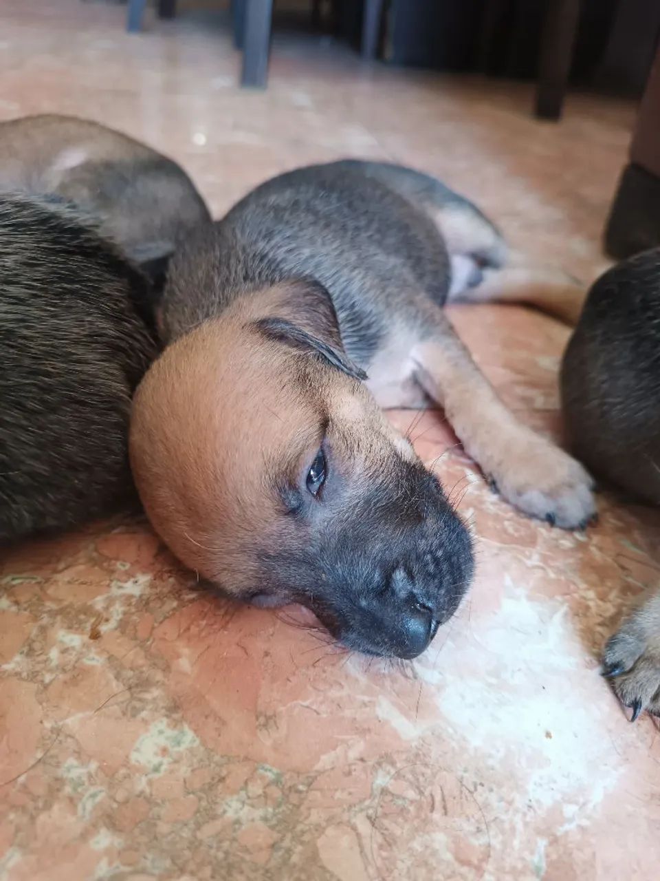 filhotes caramelo ,cachorro para adoção - Foto 3