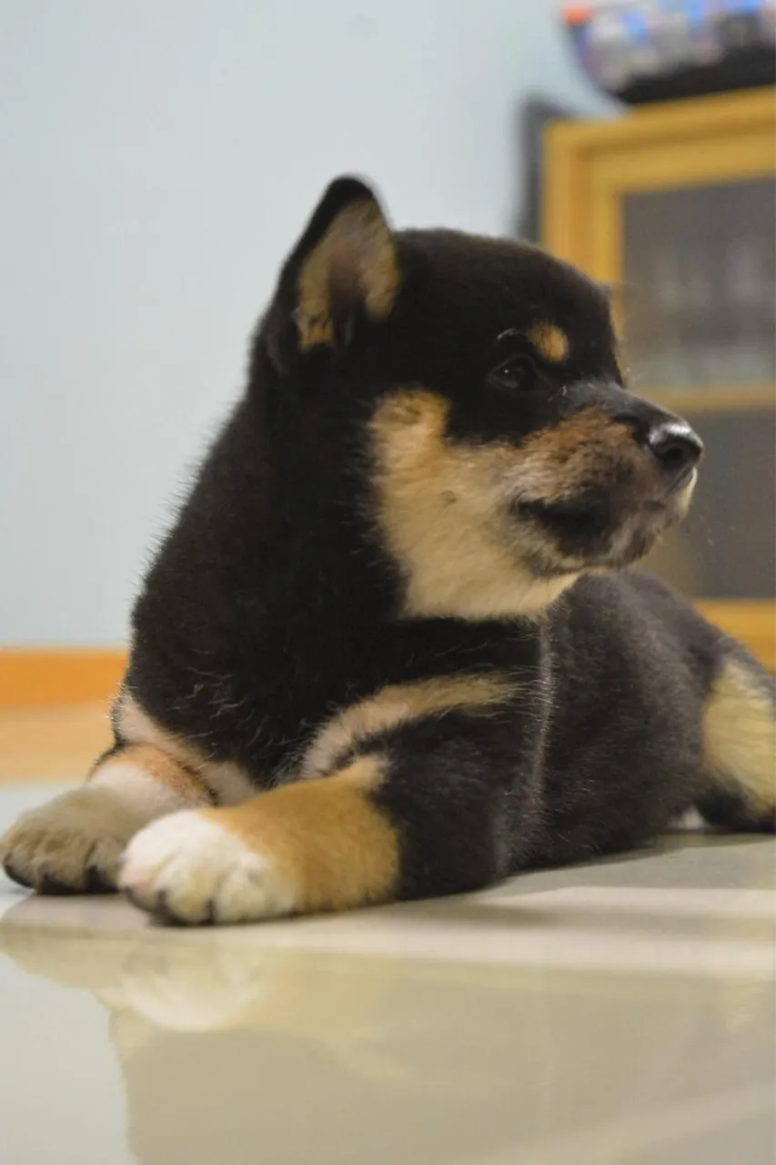 Filhote Shiba Inu - pedigree CBKC