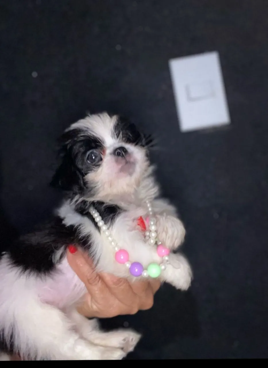 Vendo linda filhotinha de Lhasa Apso 